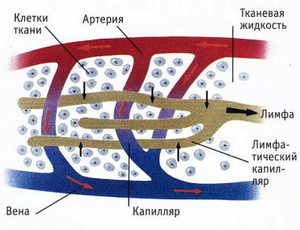 Круговорот воды в организме. Лимфатическая система