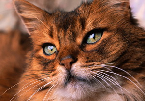 Кошкотерапия. Как кошки лечат людей