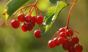 Калина и её лечебные свойства